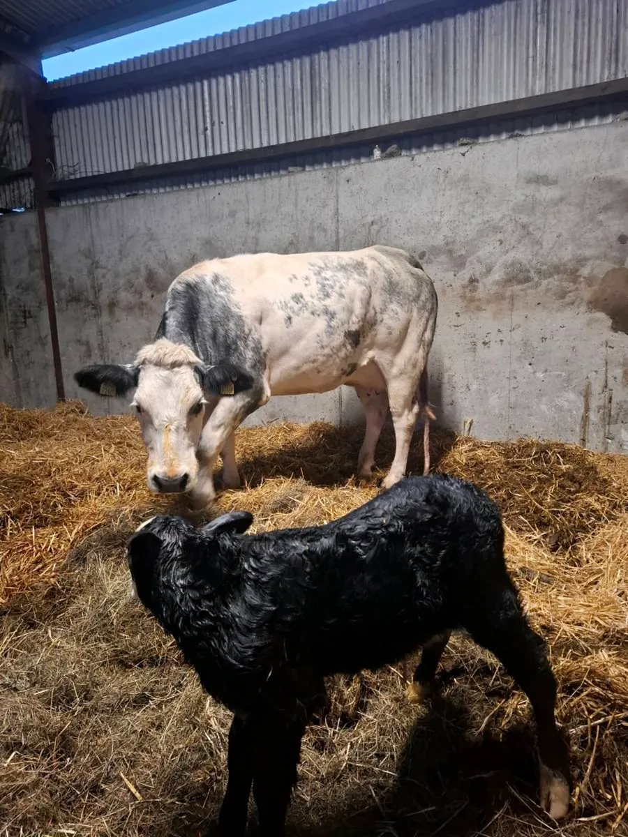 Bbx first calver aa bull calf at foot - Image 4