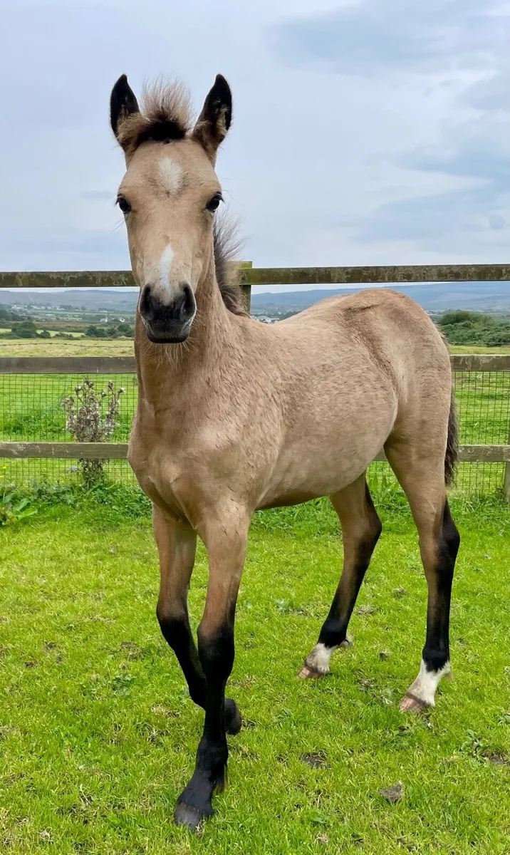 Registered Connemara filly foal - Image 1