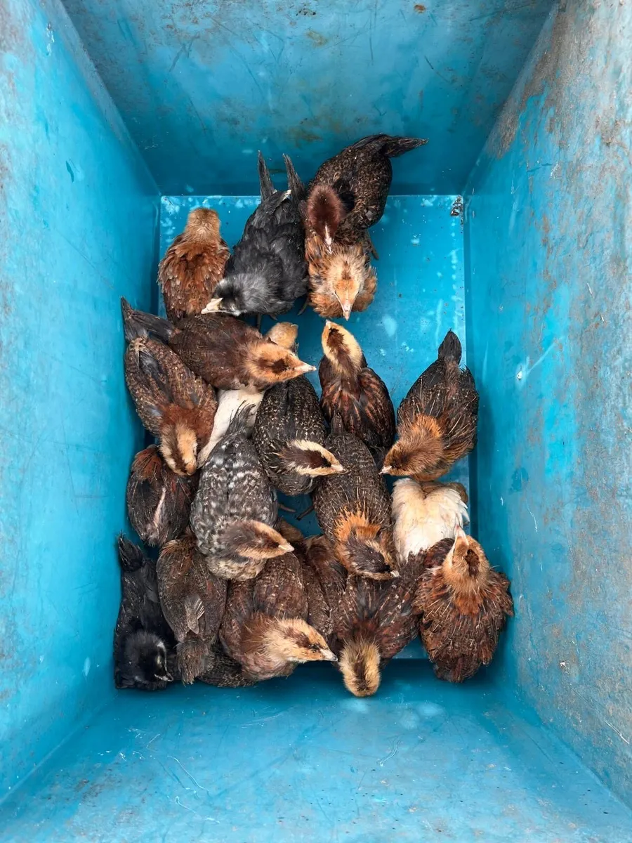 4 week old chicks - Image 1