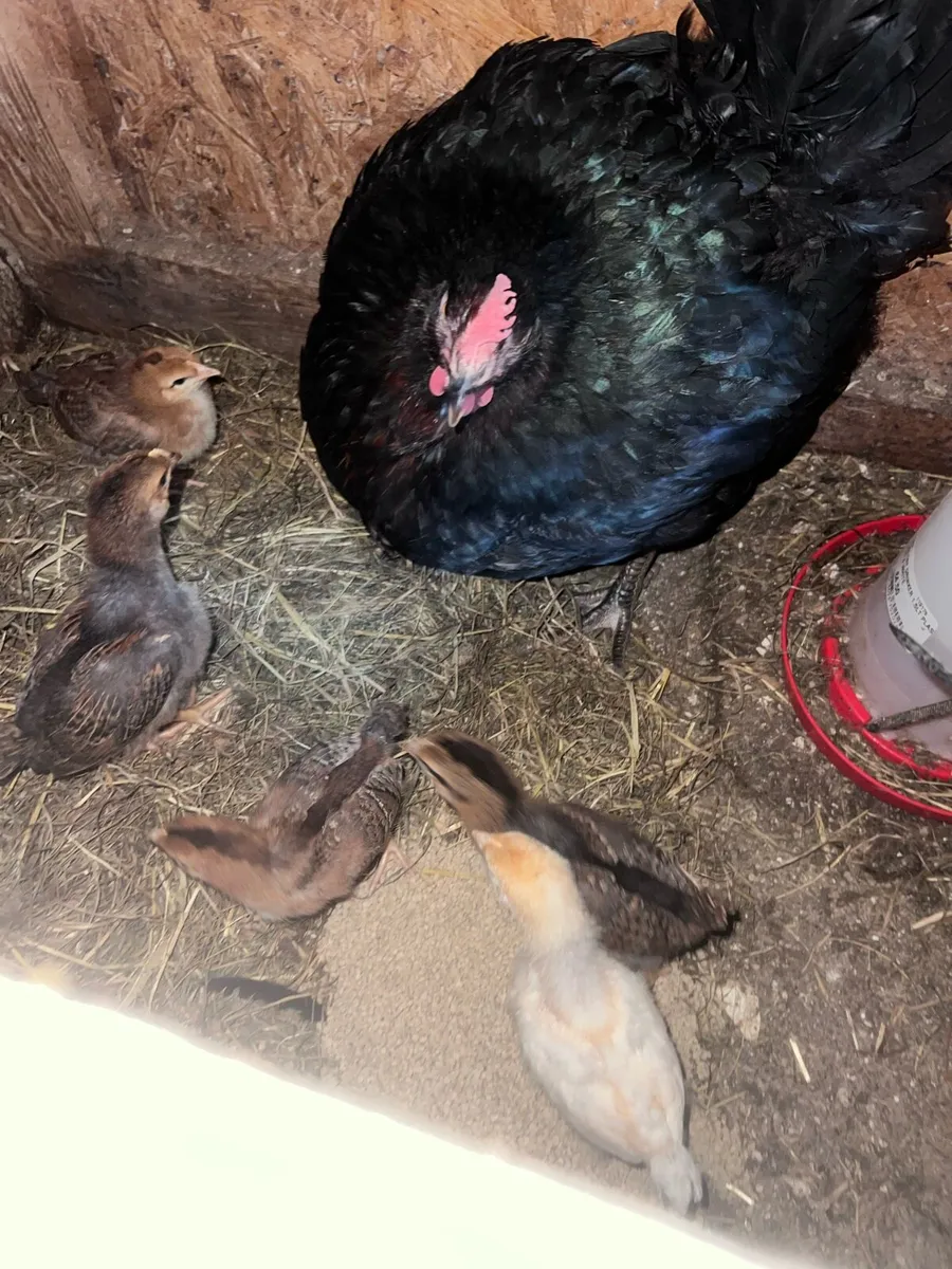 4 week old chicks - Image 2