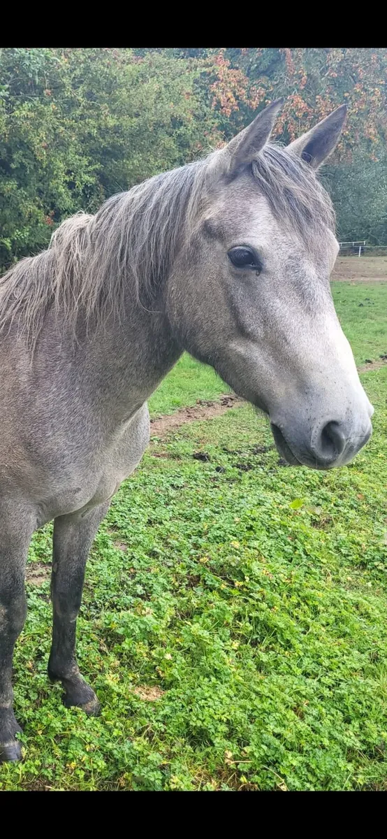 Ponies for sale. - Image 2