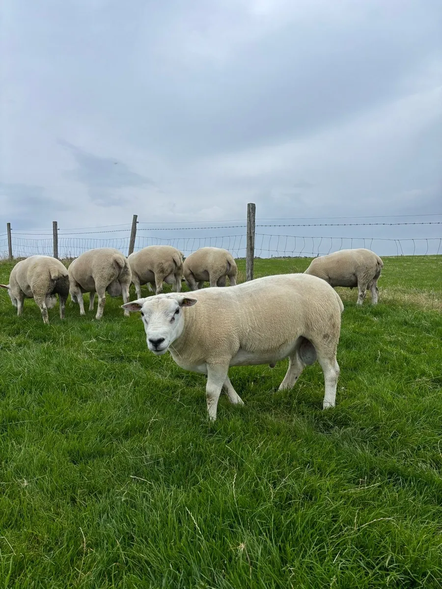 Hogget rams - Image 1