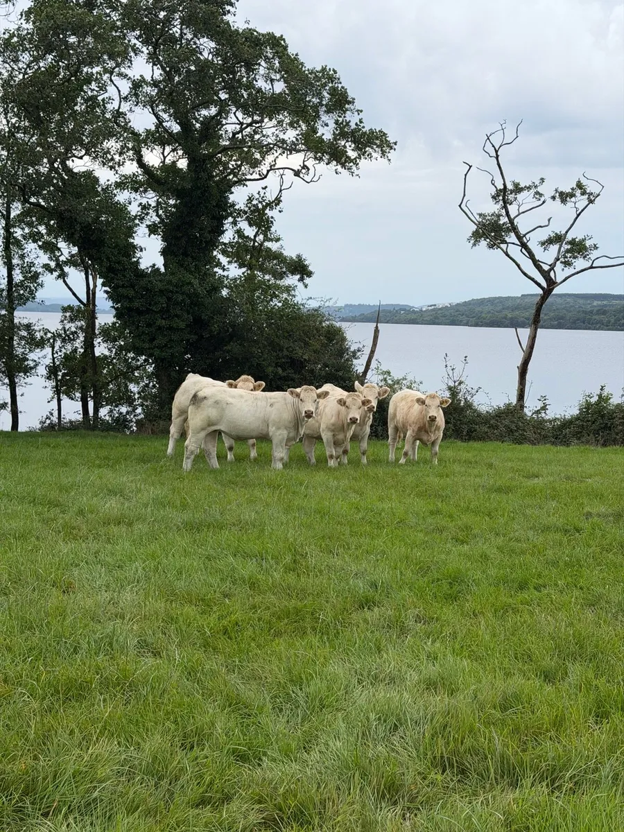 Pedigree Charolais Heifers - Image 1