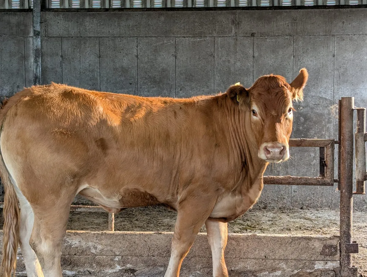 Breeding heifer for sale - Image 1