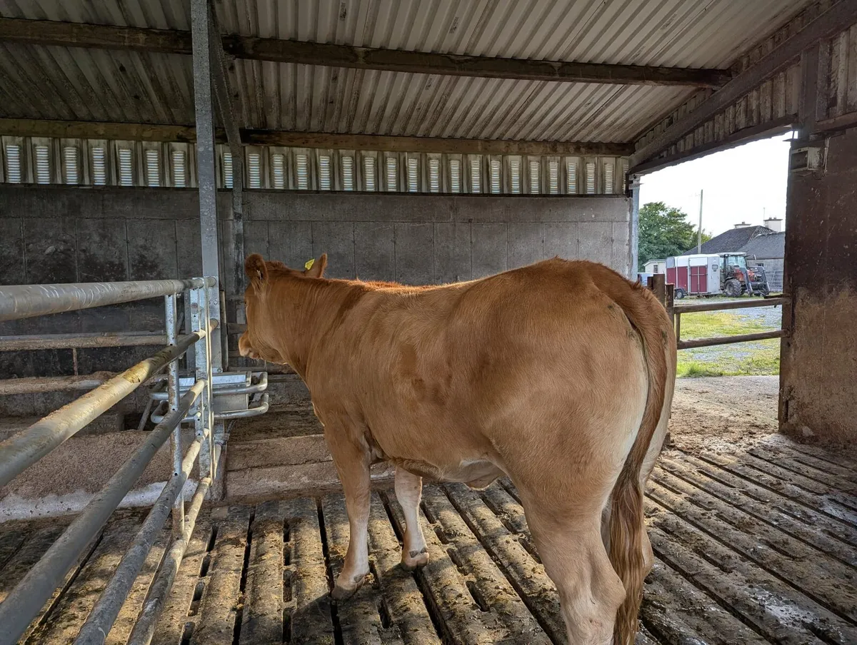 Breeding heifer for sale - Image 2