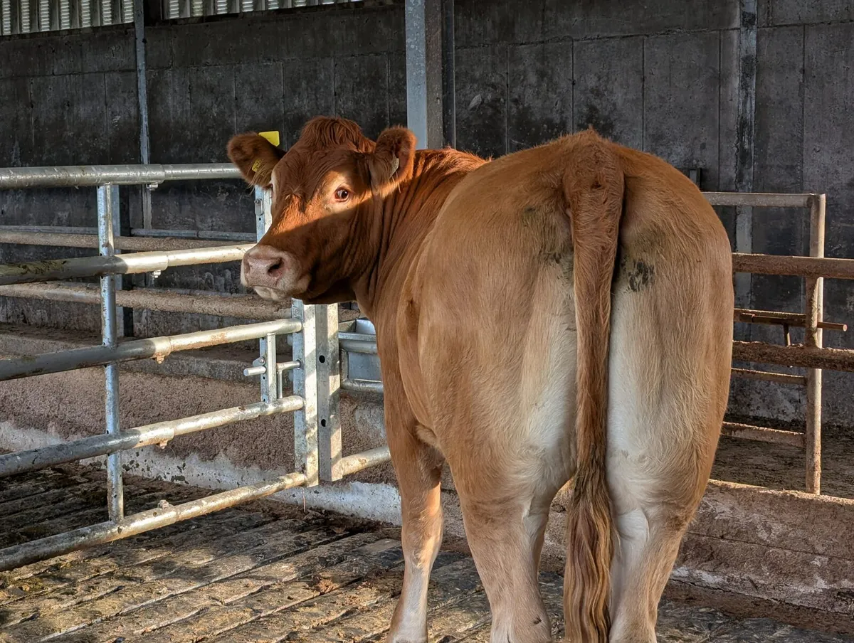 Breeding heifer for sale - Image 3