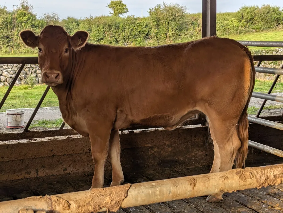 Breeding heifer for sale - Image 4