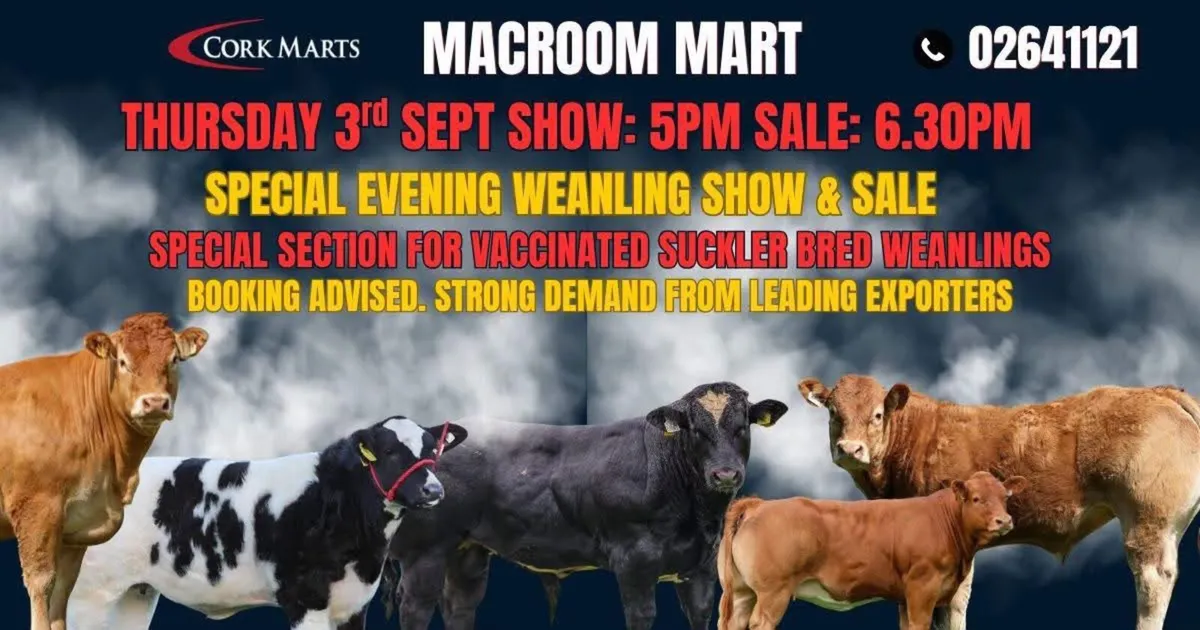 Macroom mart Weanling show and sale - Image 1