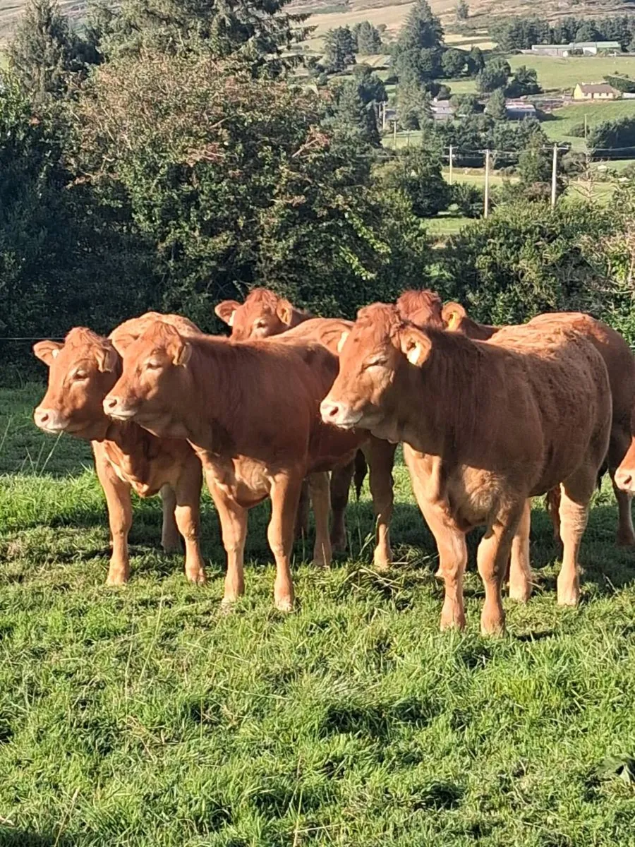 Macroom mart Weanling show and sale - Image 2