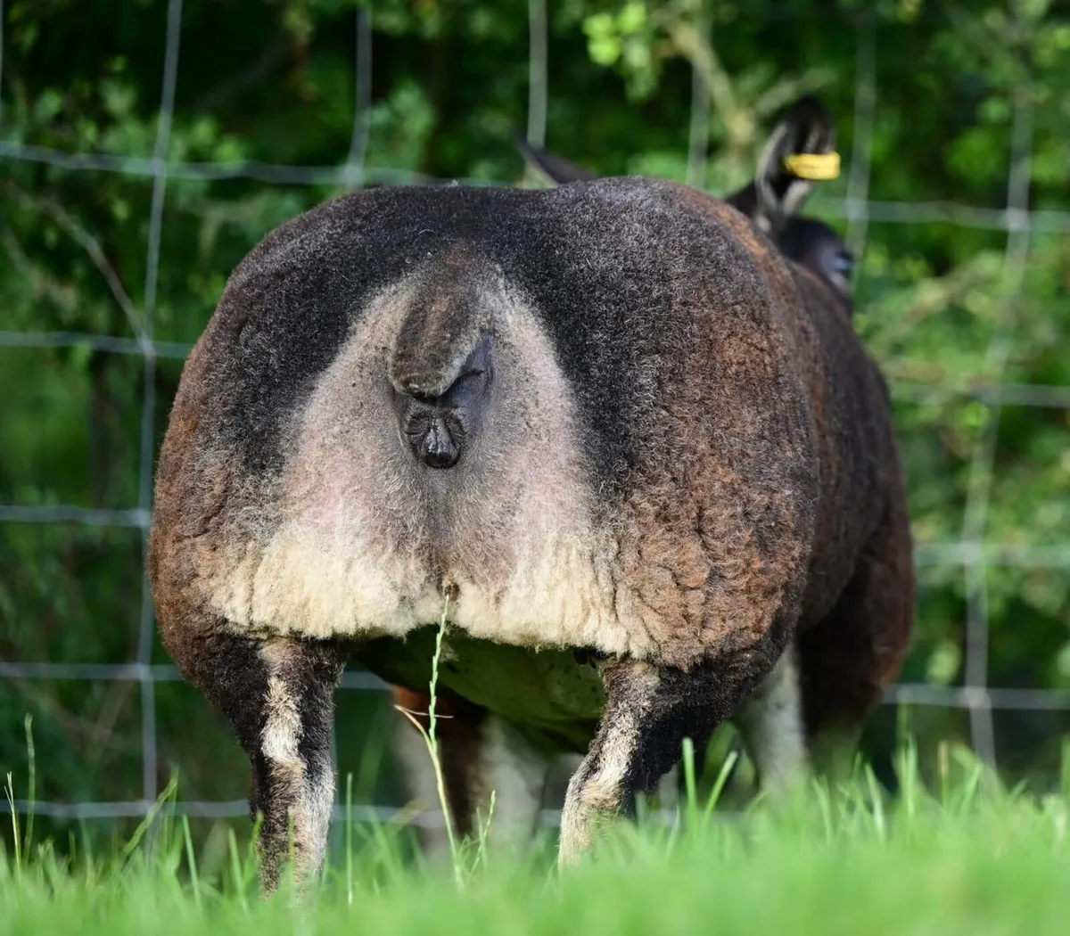 Blue Texel sheep society Premier sale 2026 - Image 3