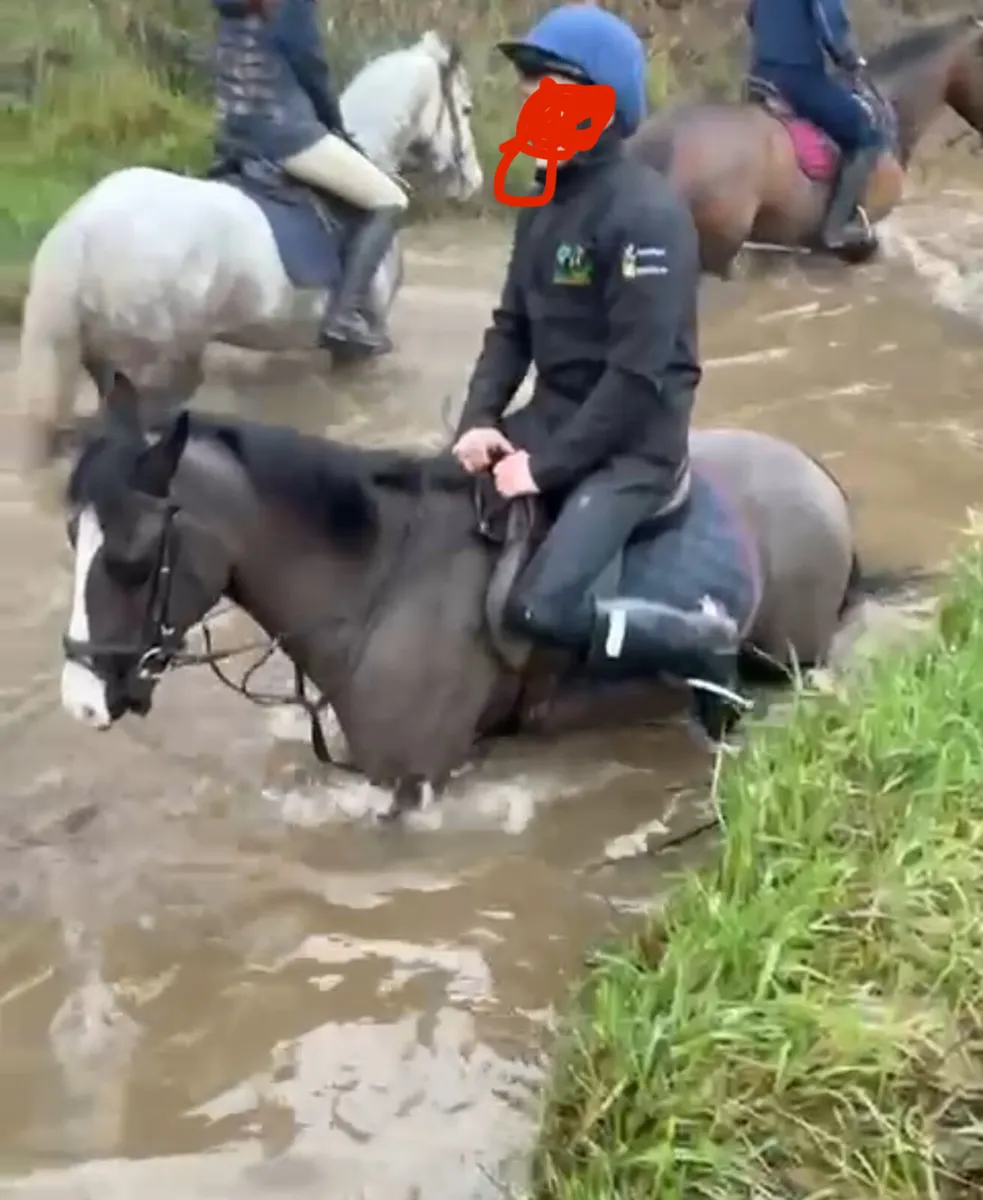Pony for sale - Image 2