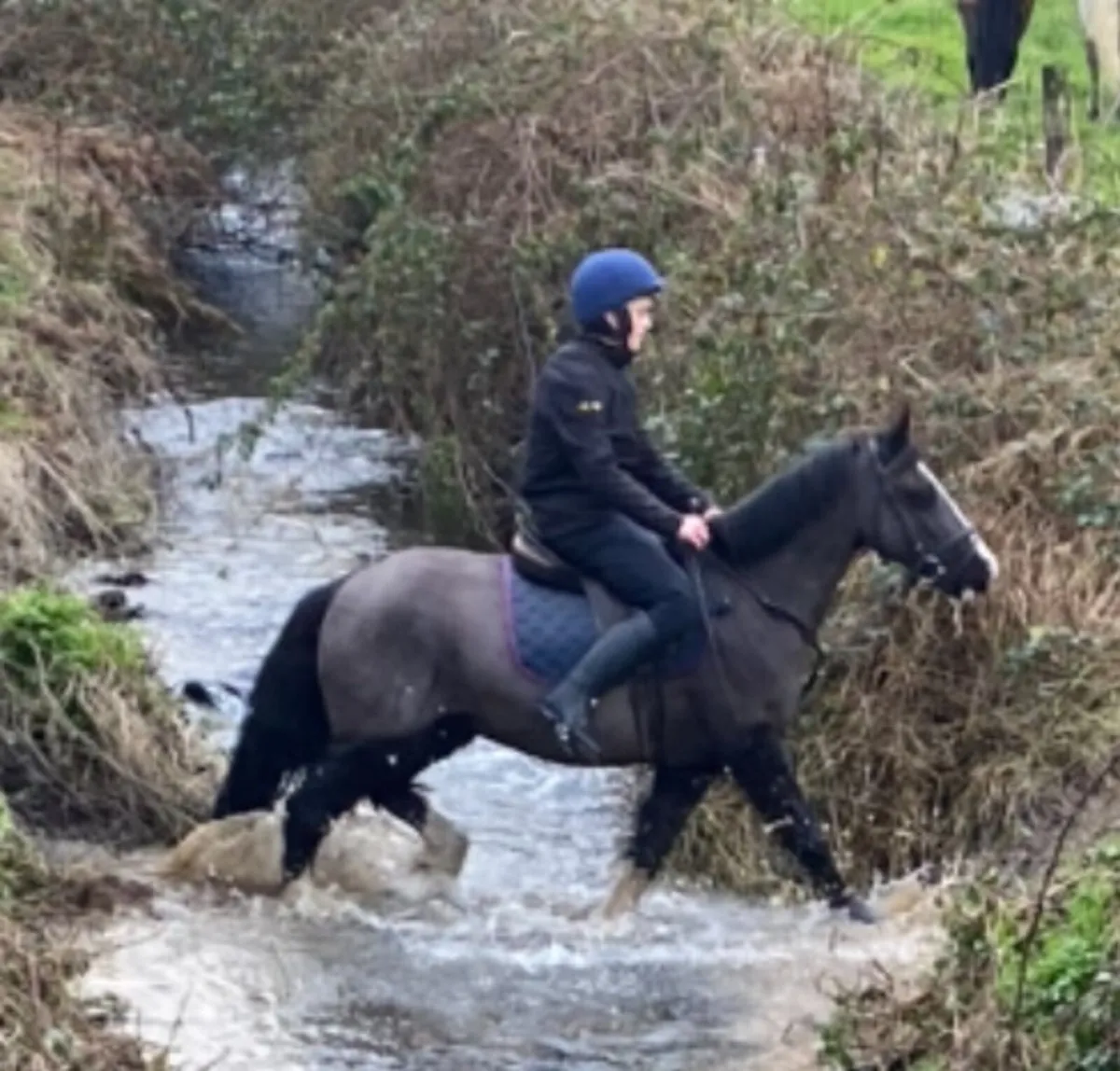 Pony for sale - Image 3