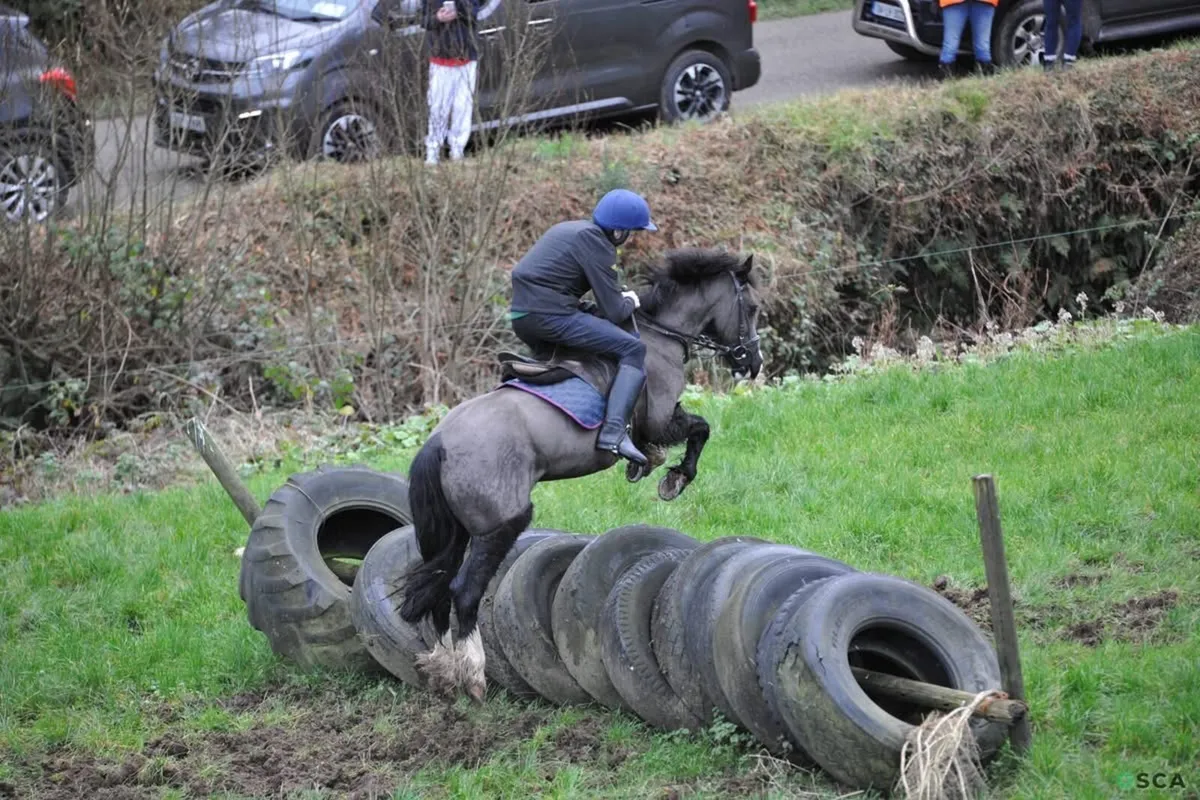 Pony for sale - Image 4