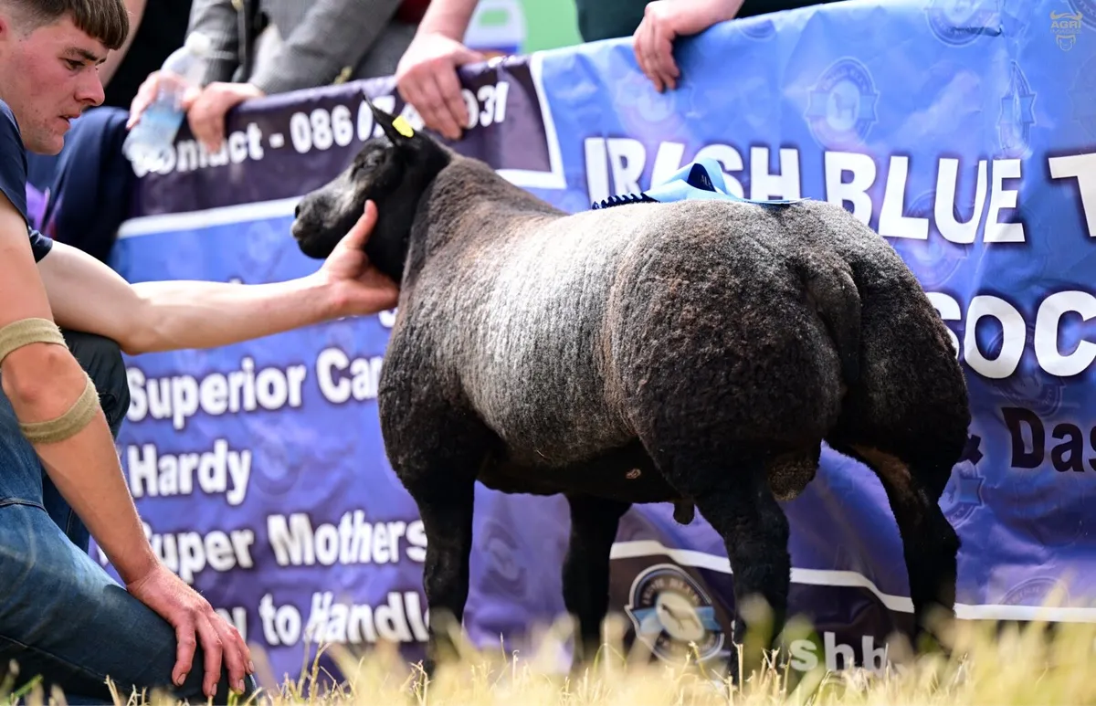 Blue Texel sheep society Premier sale 2026 - Image 1