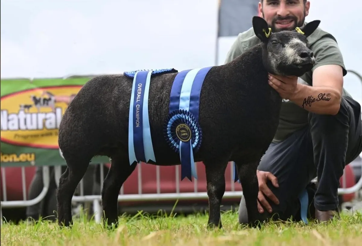 Blue Texel sheep society Premier sale 2026 - Image 4