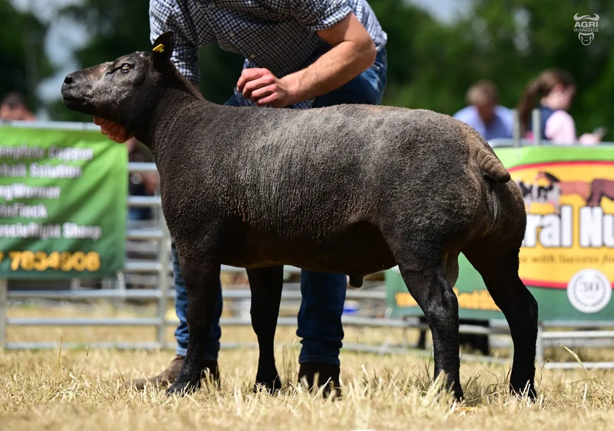 Blue Texel sheep society Premier sale 2026 - Image 2