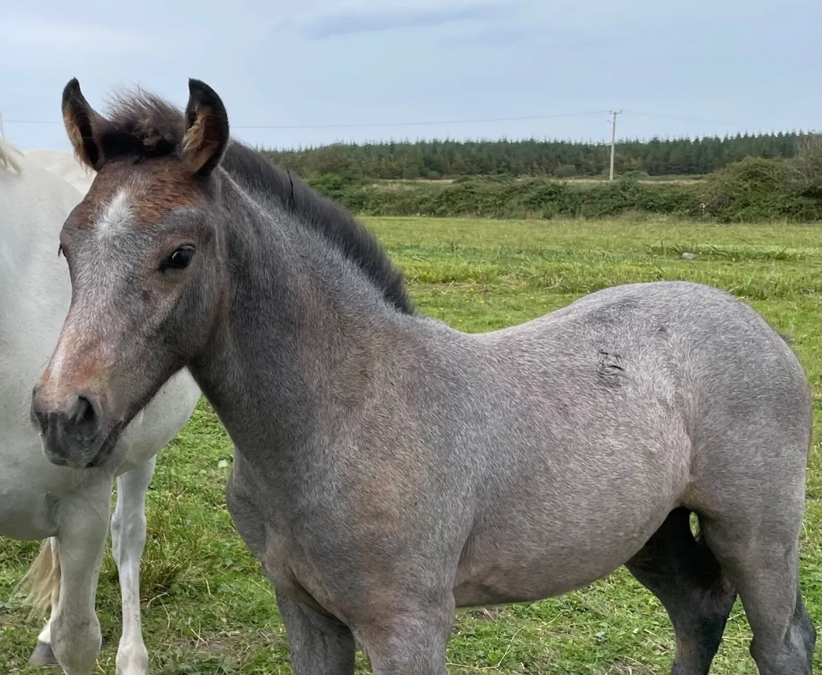 Registered Connemara colt foal - Image 1