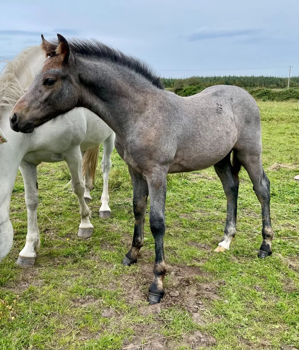 Registered Connemara colt foal - Image 3