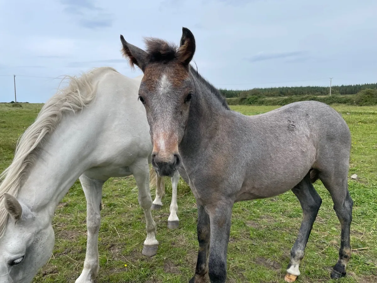 Registered Connemara colt foal - Image 4