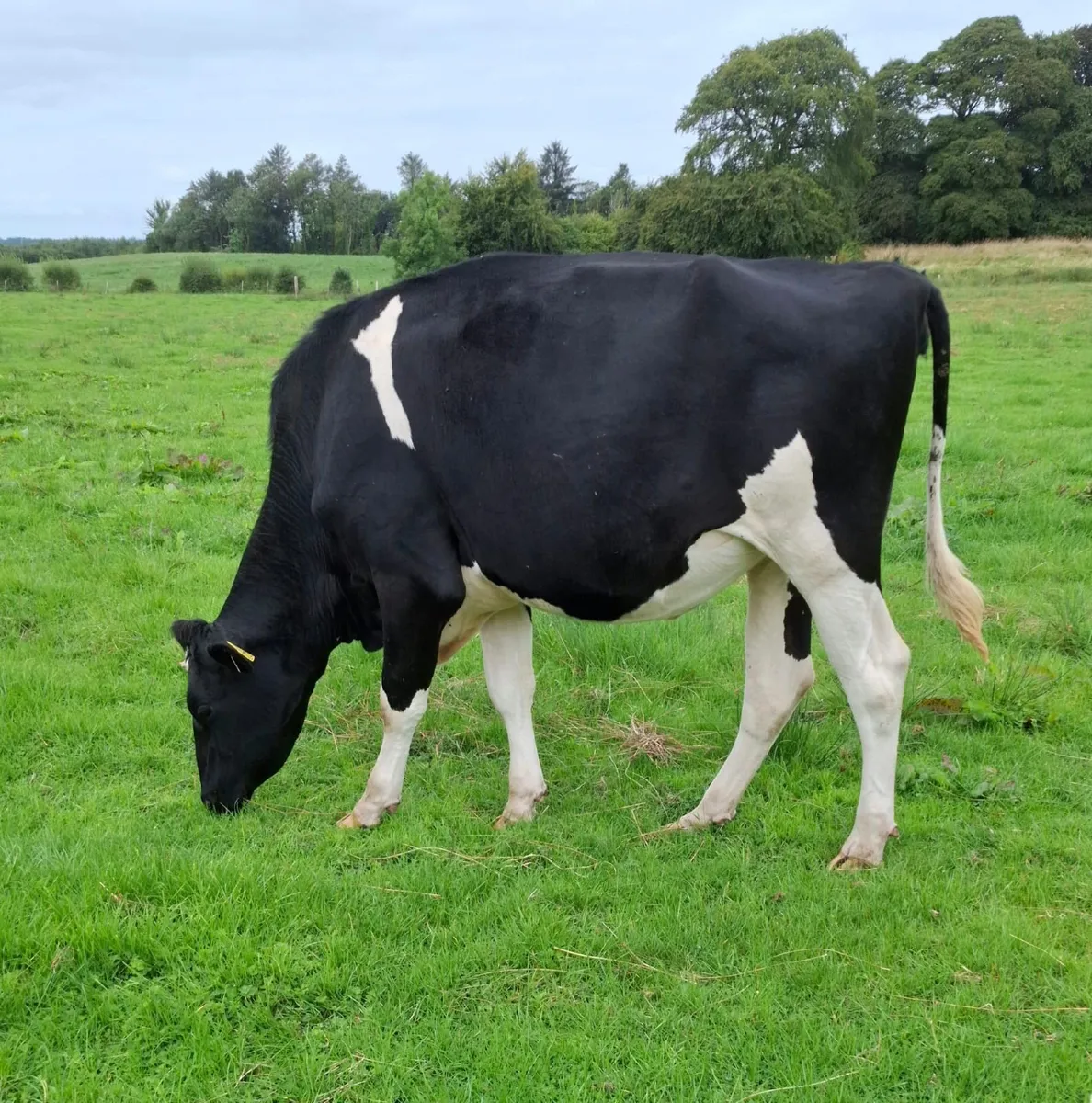 Autumn Calving Heifers - Image 3