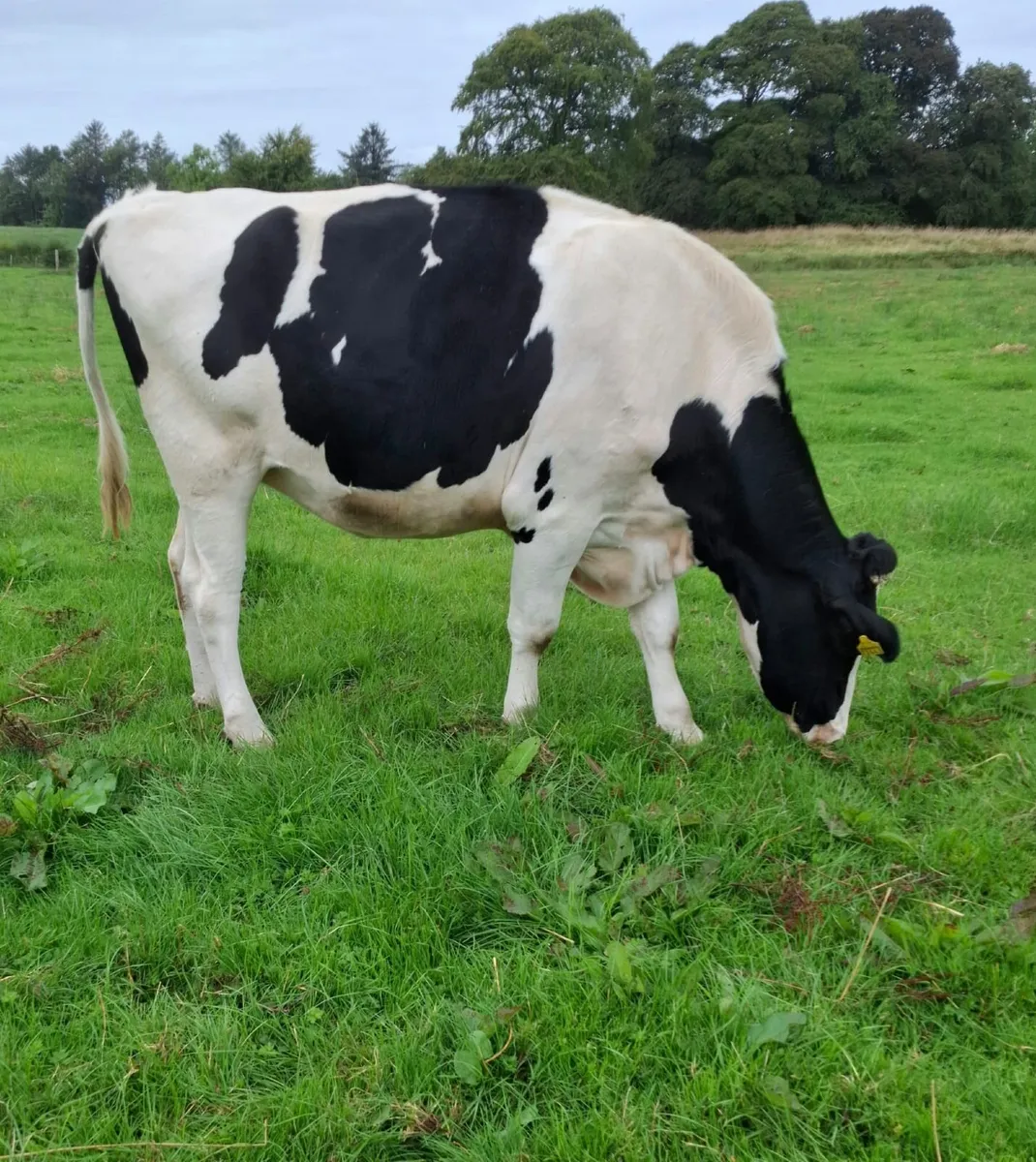 Autumn Calving Heifers - Image 2
