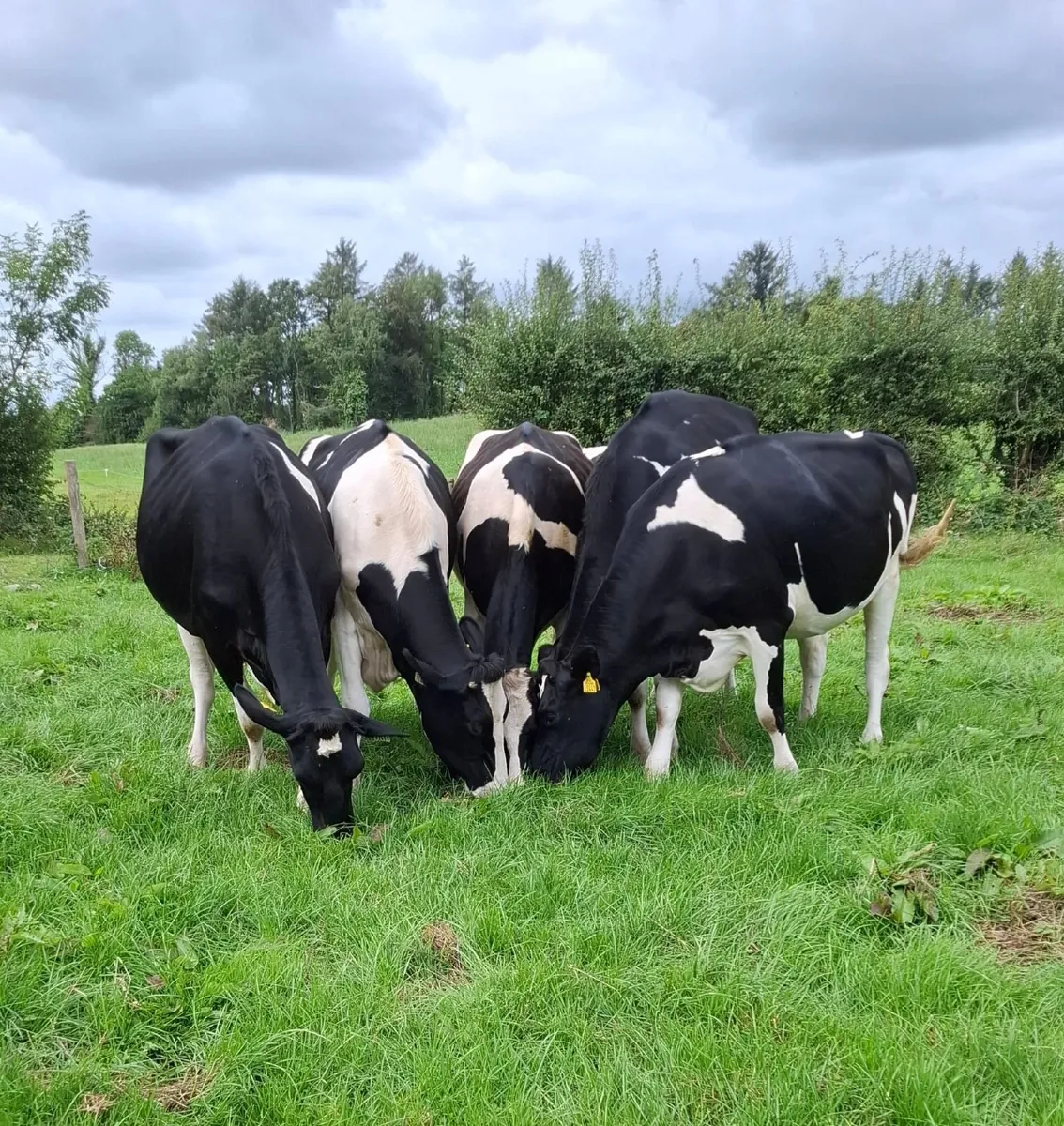 Autumn Calving Heifers - Image 1
