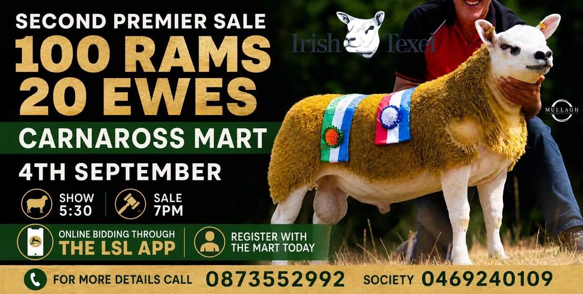 Irish Texel 2nd Premier Sale