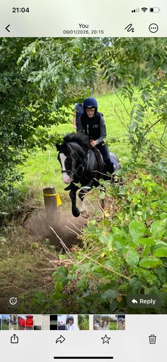 Pony for sale - Image 1