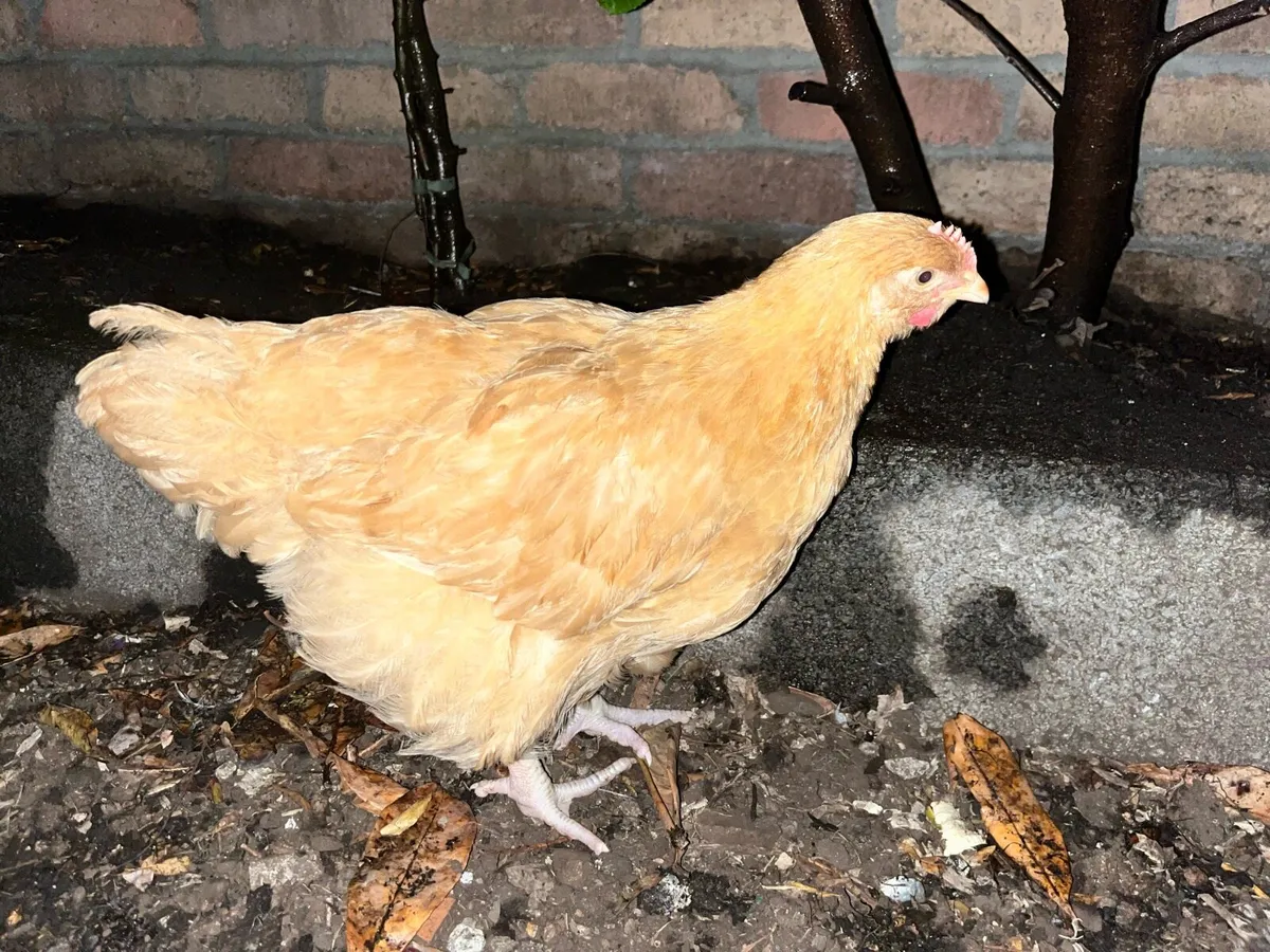 Purebred Cream Legbar & Buff Orpington Roosters - Image 1
