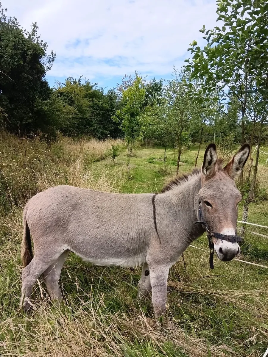 4 year old full male donkey for sale.