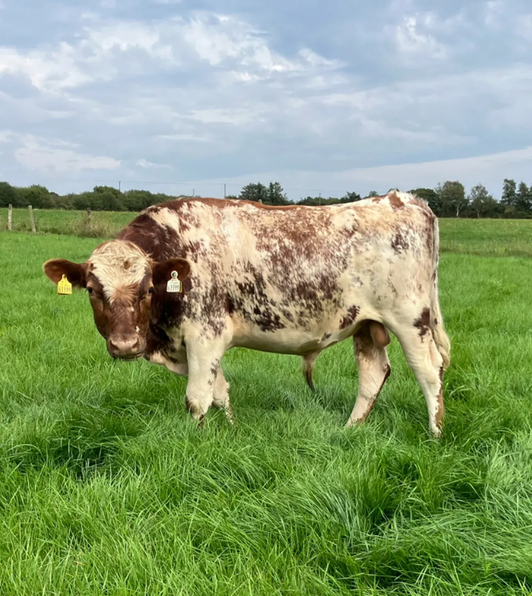 Dairy shorthorn bull - Image 1