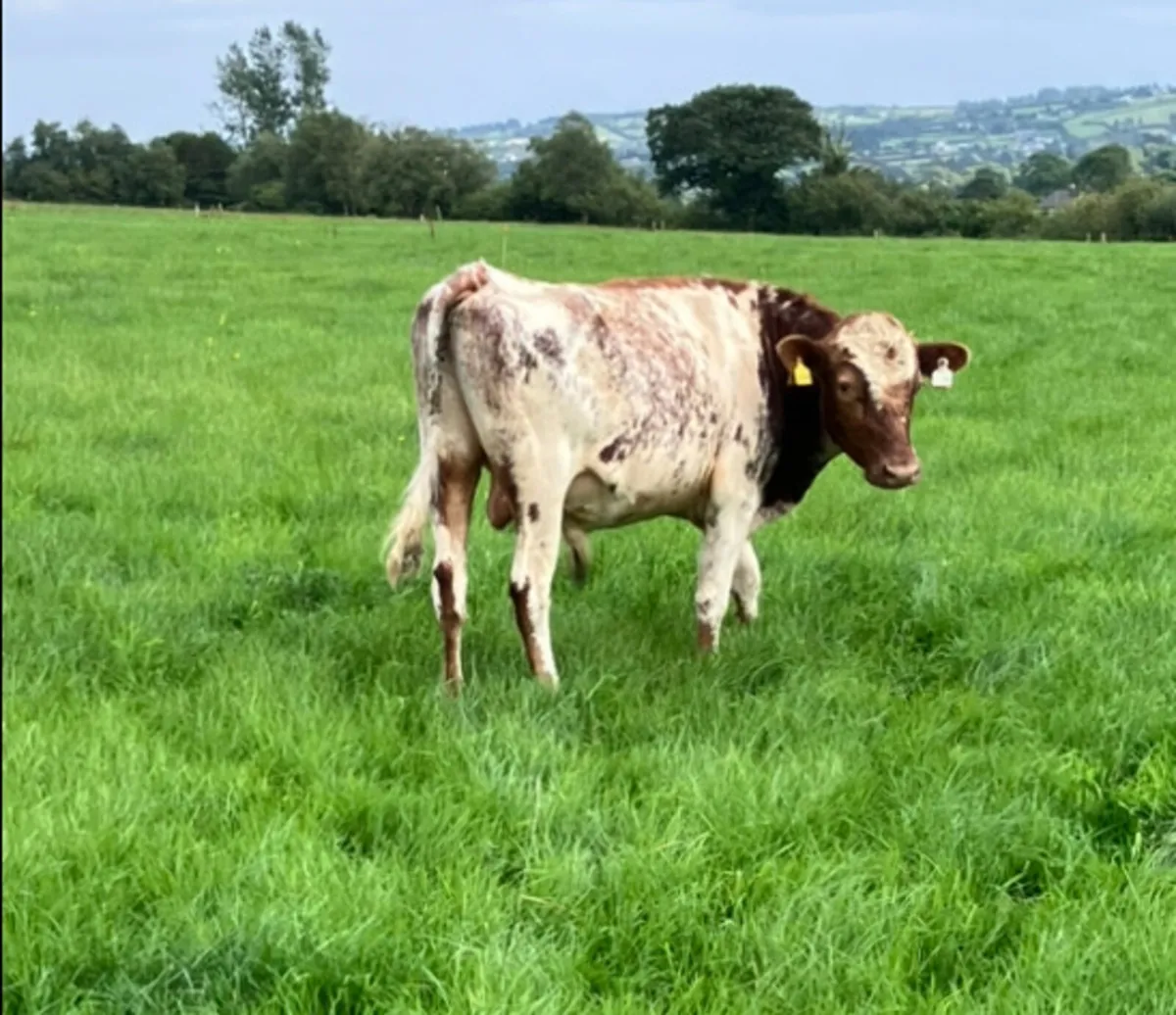 Dairy shorthorn bull - Image 2
