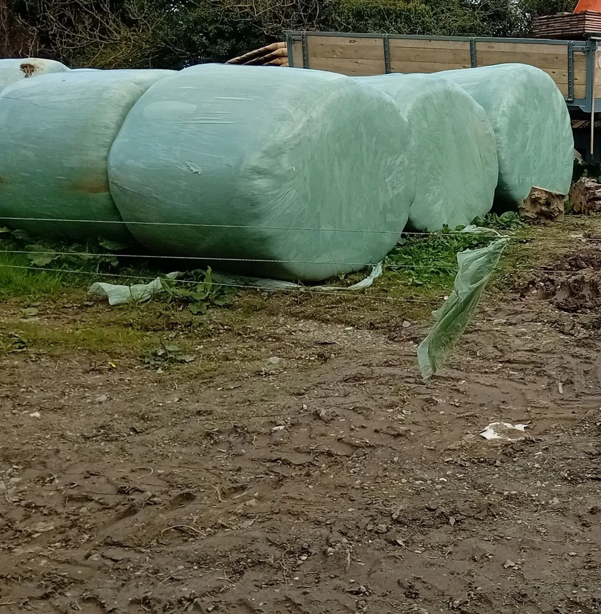 Sheep slats,troughs & silage - Image 4