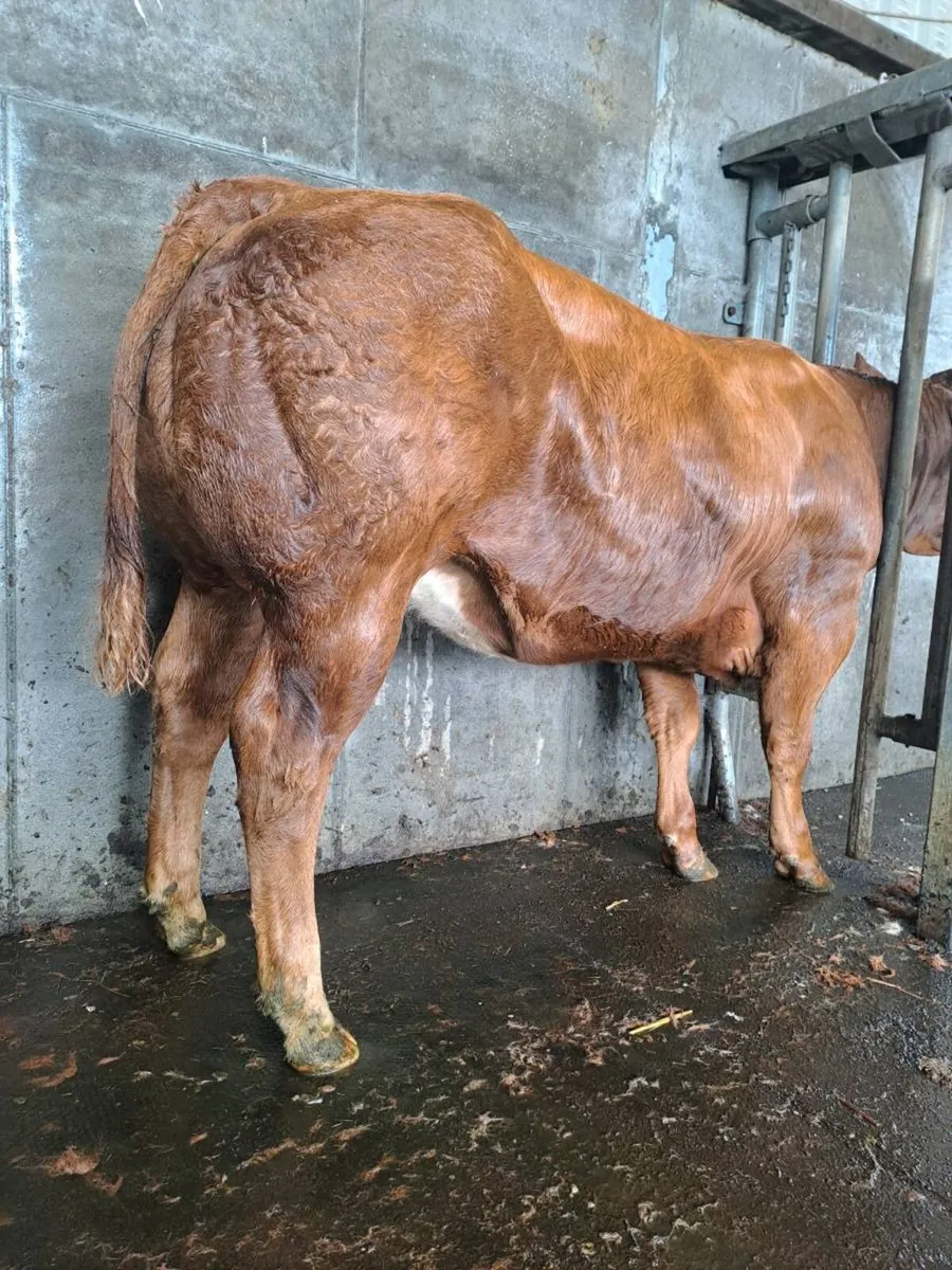 Show Breeding Heifer @ Gortatlea 26th Aug - Image 2