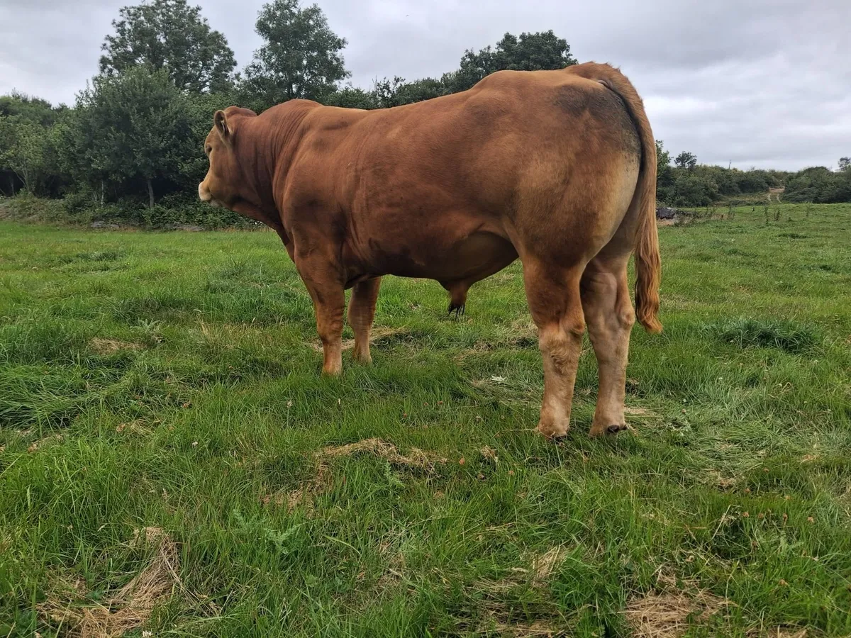 PB  Loyal Limousin Bull, - Image 4