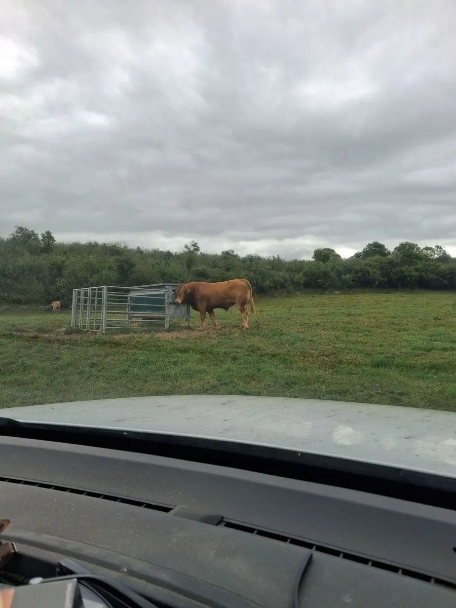 PB  Loyal Limousin Bull, - Image 2