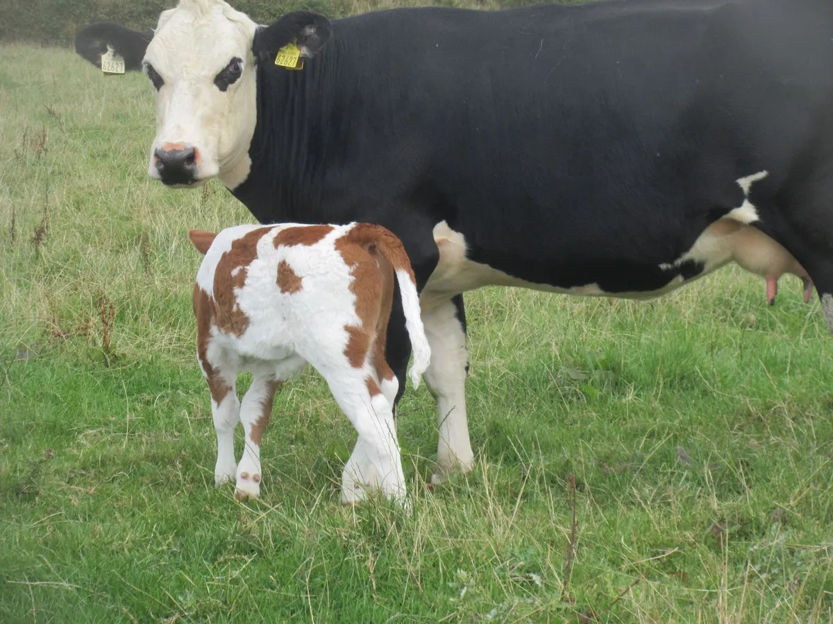 hereford heifer with simmential bull calf at foot - Image 3