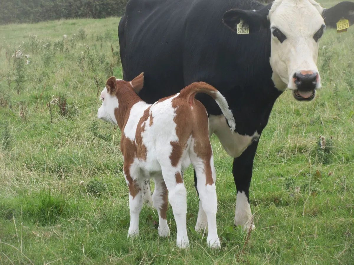 hereford heifer with simmential bull calf at foot - Image 2