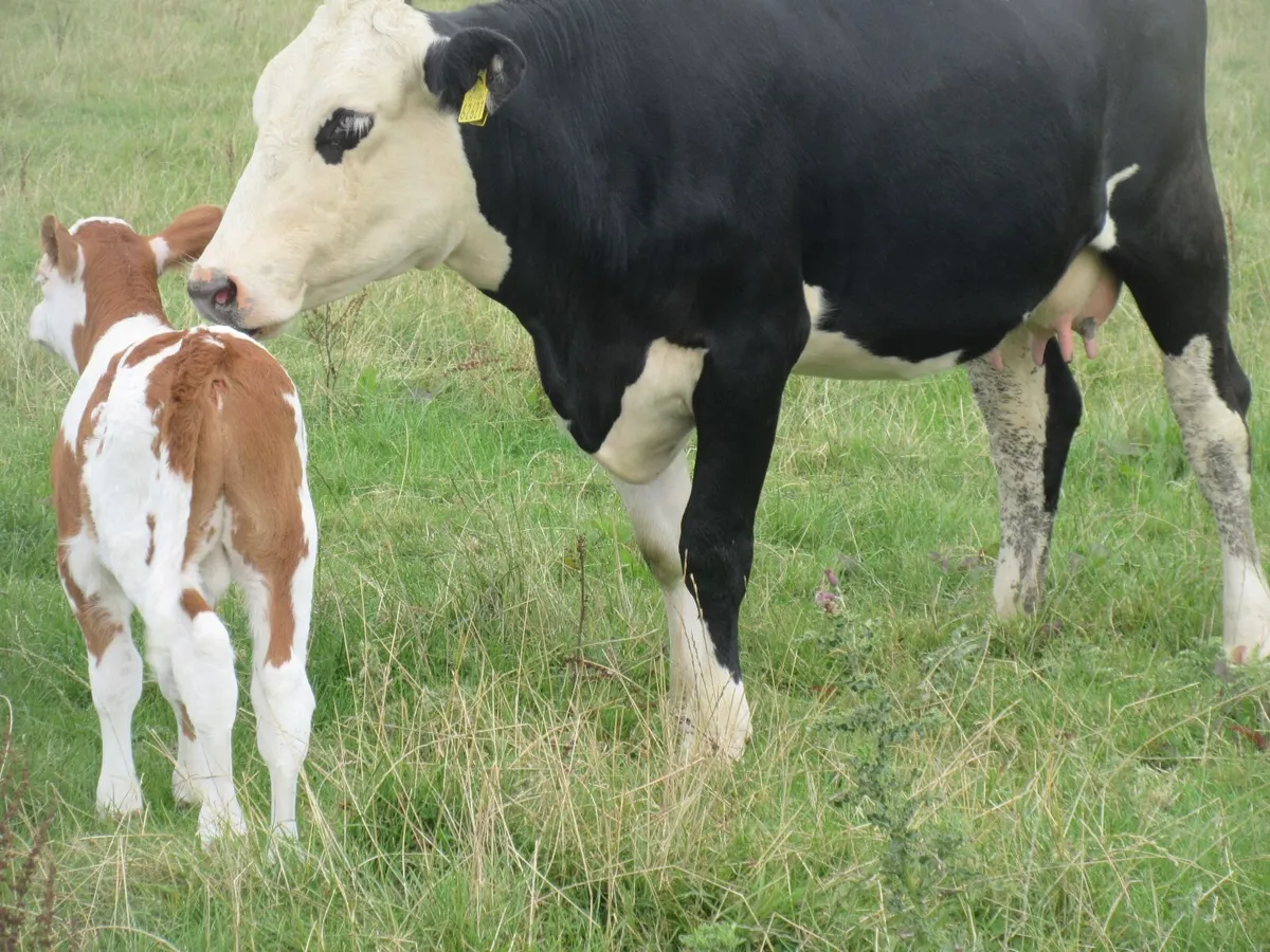 hereford heifer with simmential bull calf at foot - Image 4