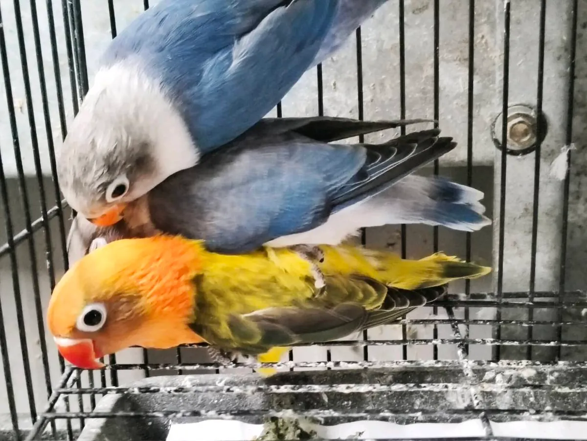 Lovebirds budgies & assorted cages - Image 1