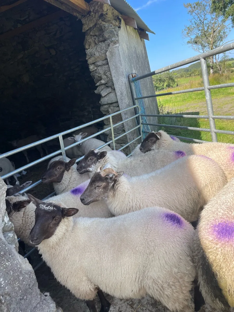 8 ewe lambs - Image 1