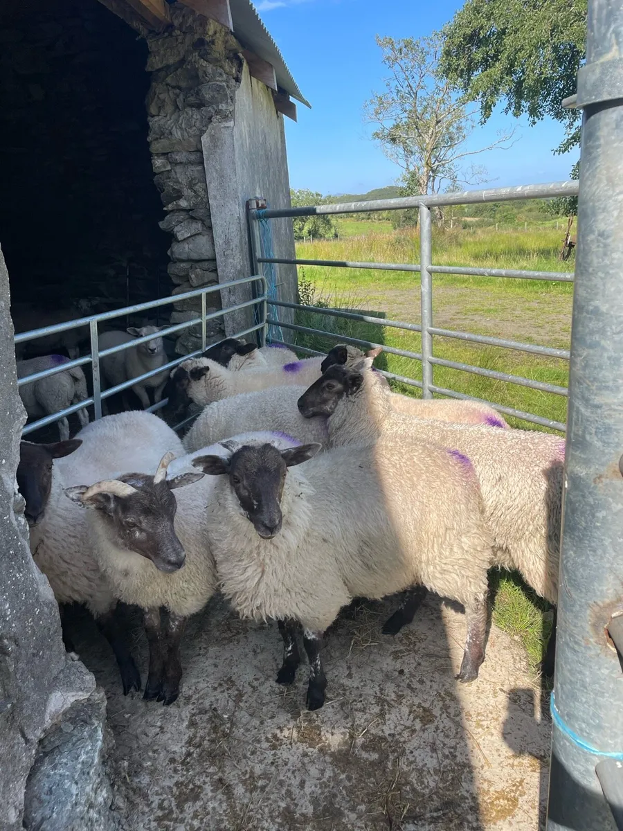 8 ewe lambs - Image 2