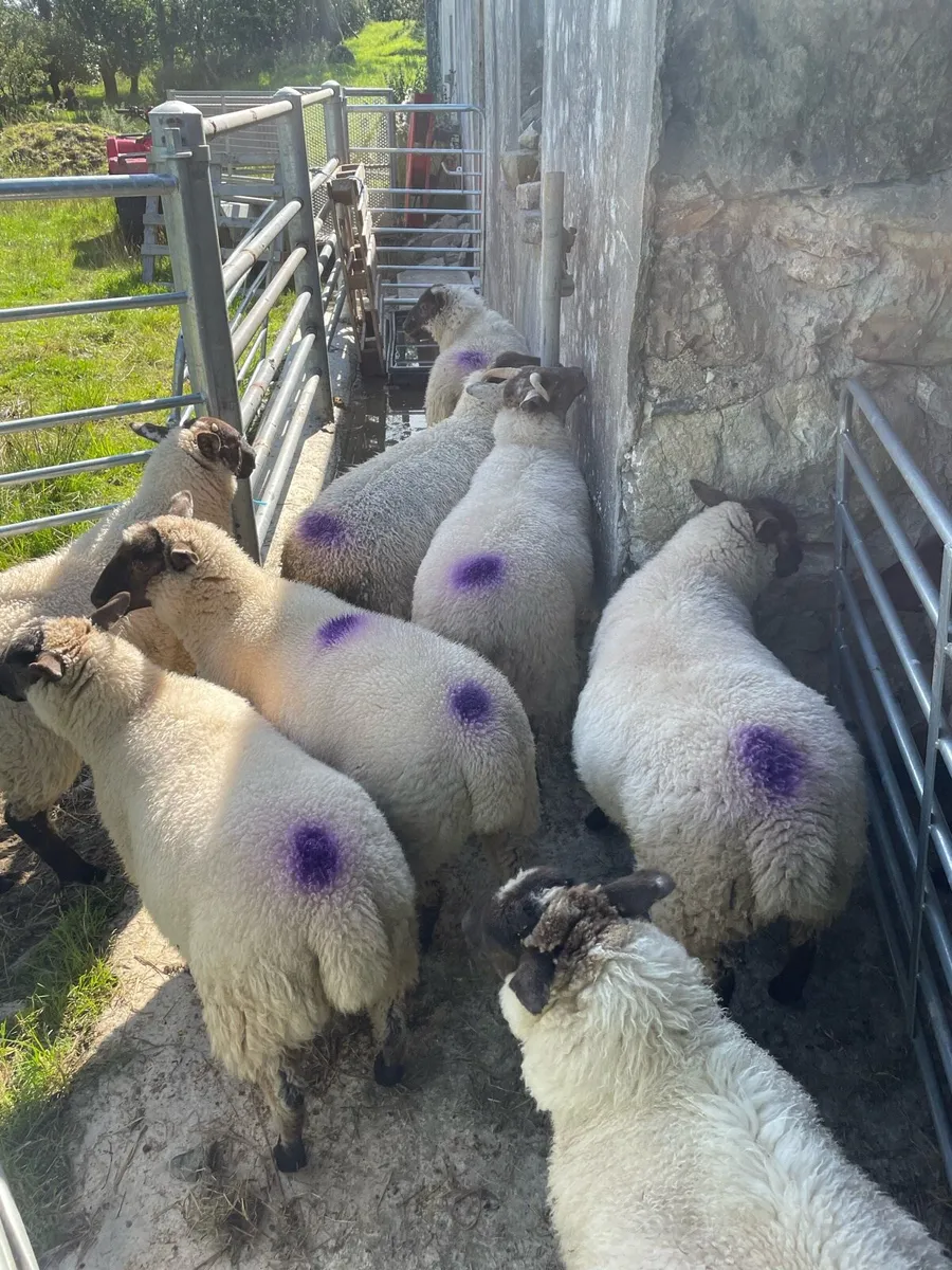 8 ewe lambs - Image 3