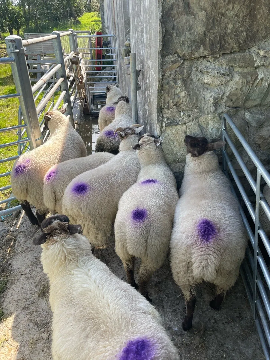 8 ewe lambs - Image 4