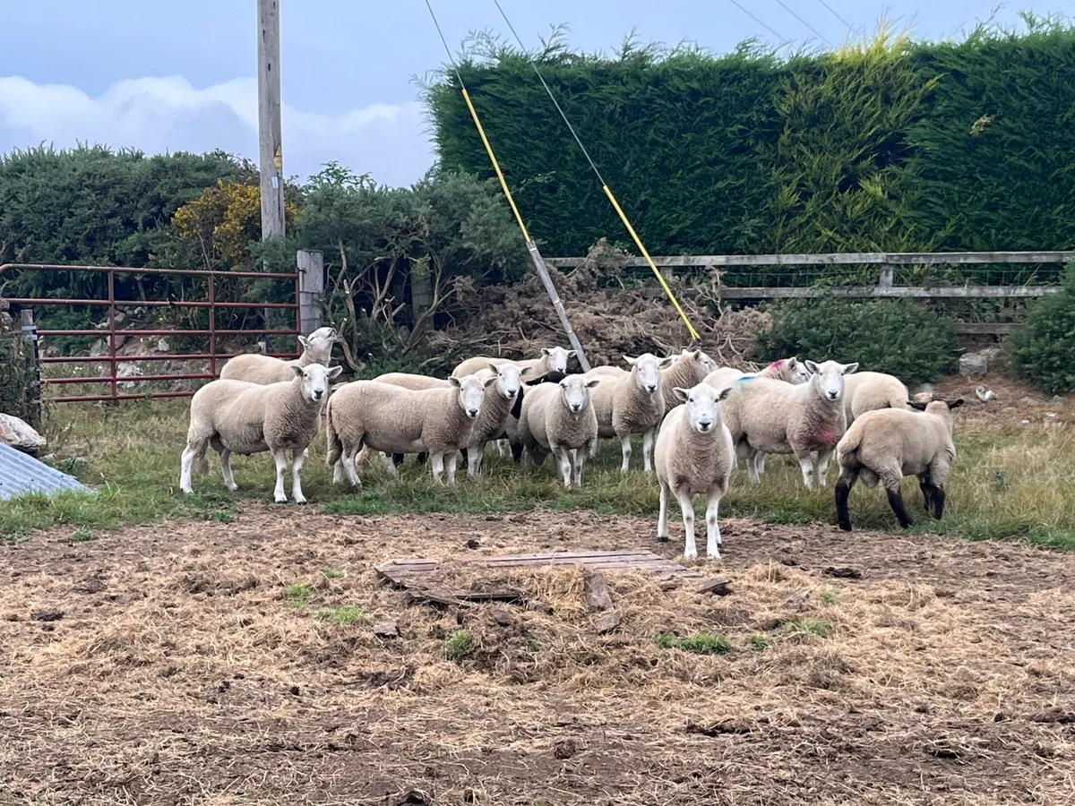 Cheviot Rams - Image 3
