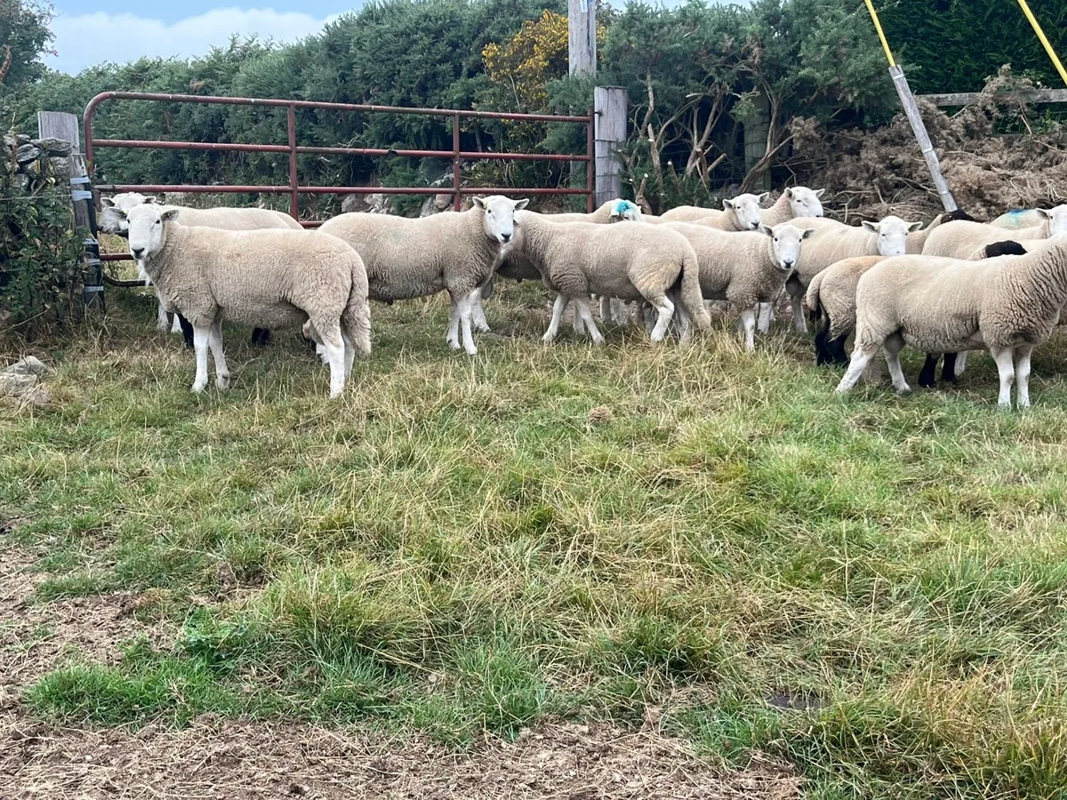 Cheviot Rams - Image 4