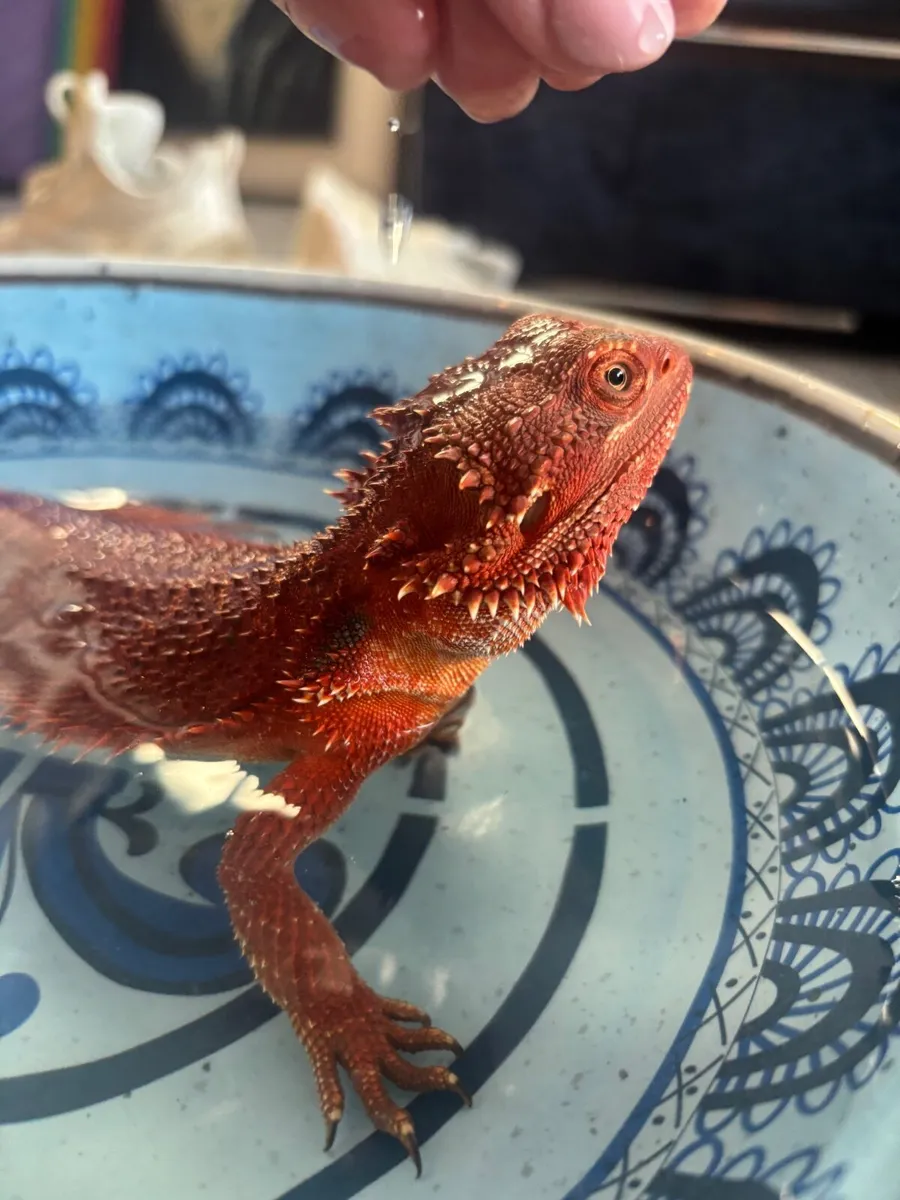 Bearded dragon - Image 1