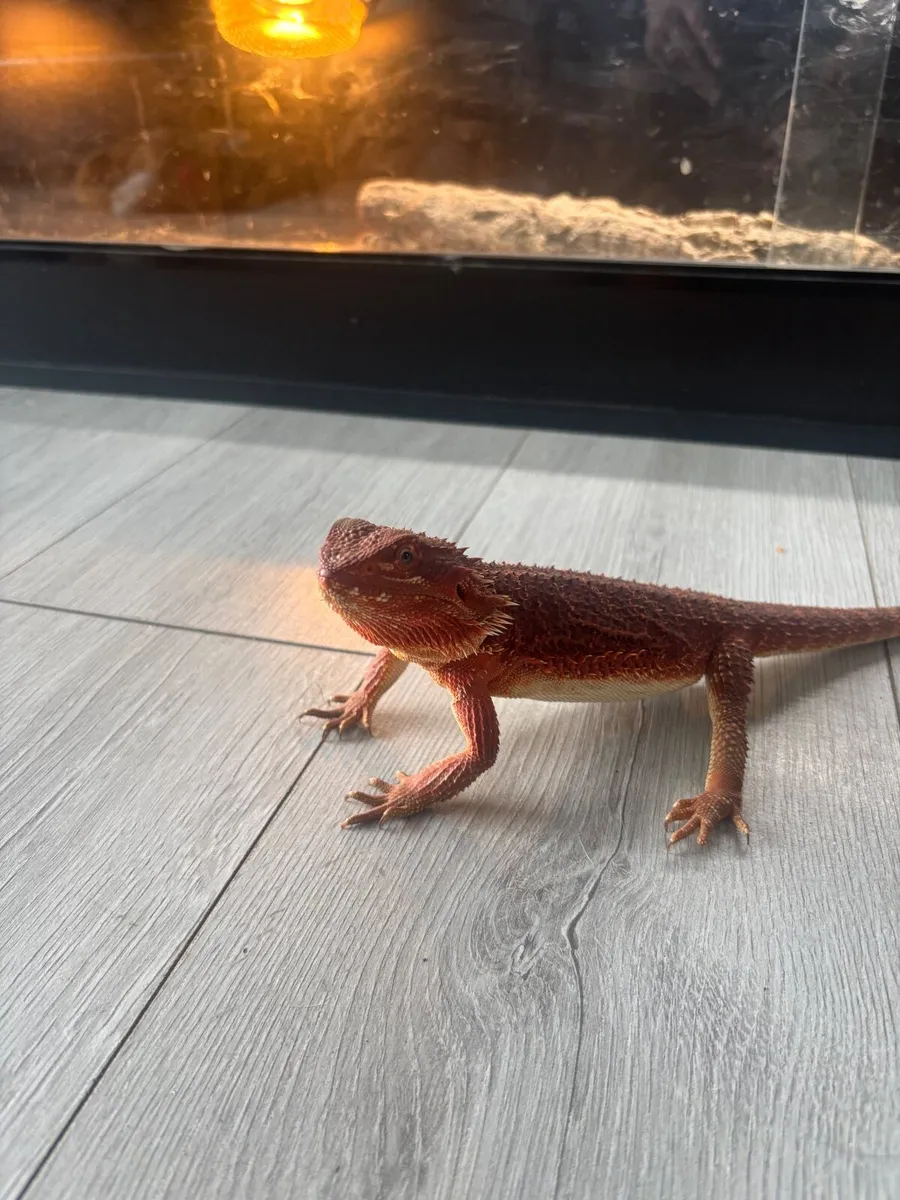 Bearded dragon - Image 2