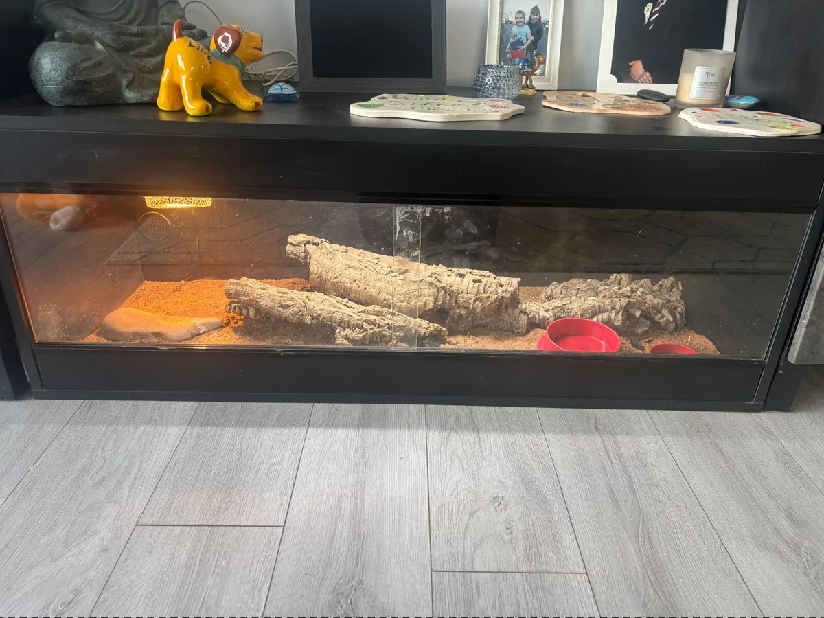 Bearded dragon - Image 3