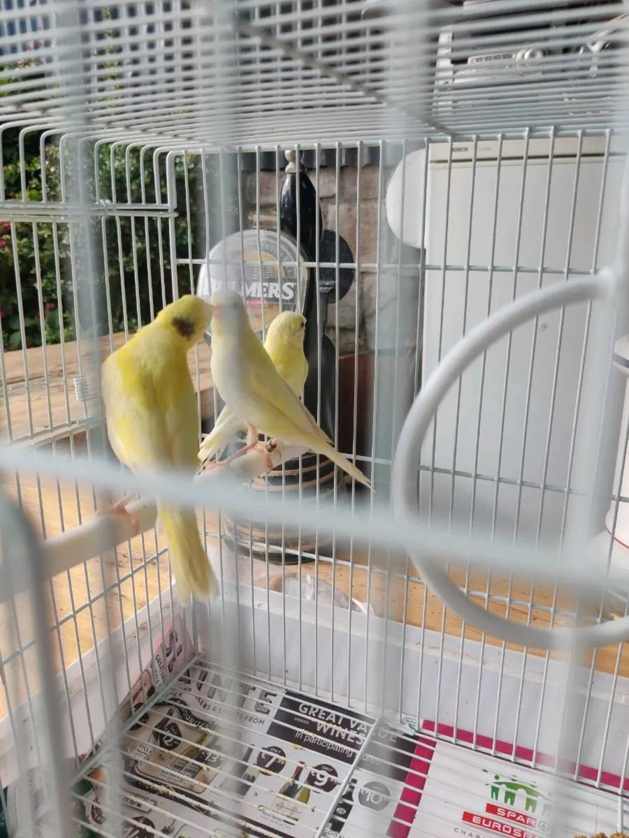 Birds - Image 3